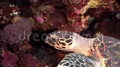 头巨大的爬行动物海龟甲在红海中被吸收。